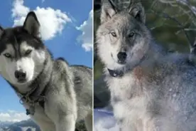 9种长的最像狼的犬，第5种因太像狼甚至被多个国家禁养图片