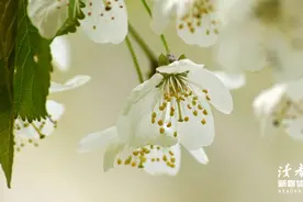 如果你处在人生困境时刻，一定要看看《鼠疫》里的这10句话图片