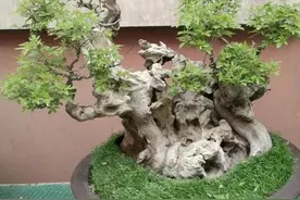 普通的黄荆，做成盆景，古朴苍劲，优雅大方图片