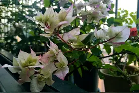 我的怡景三角梅盆栽今年好不容易开花，还没上色就枯花了怎么回事图片