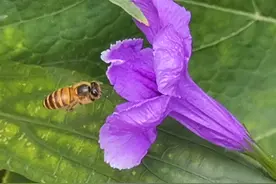 紫色的夏天，紫色的故事图片
