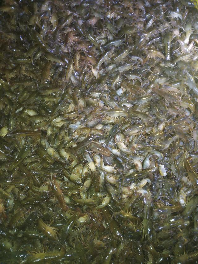 磷肥搭配红糖或者生石灰，在虾田有少量青苔的情况下，有奇效