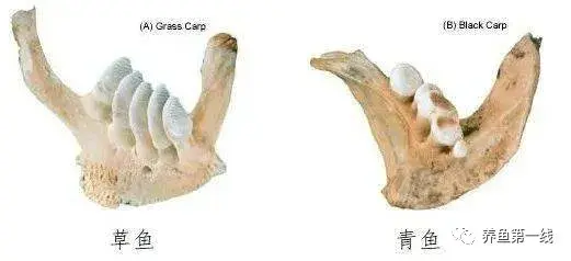 鱼鳞由什么组成
