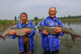 它是我国四大家鱼之一，营养价值丰富为何很少人养殖，答案来了图片
