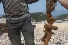 挖机师傅在工地上挖出了宝贝，为何大爷看了以后连连摇头图片