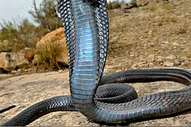 蛇类的超级能力图片