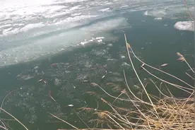 臭鱼也能吃？东北河道解冻后大量死鱼浮出，老乡：闻着真臭但好吃图片