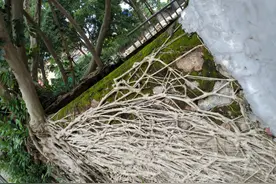 周朝阳：自己无意间犯下的错误，不必懊悔，因为我们无法改变图片