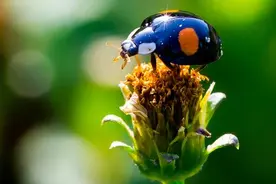 看起来可怕，实际上人畜无害的虫子们，网友：你不要过来啊图片