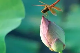 60句夏天诗词佳句，一起感受古人笔下清爽，惬意的时光！图片