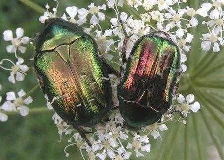 采后时期,别让金龟子趁虚而入!