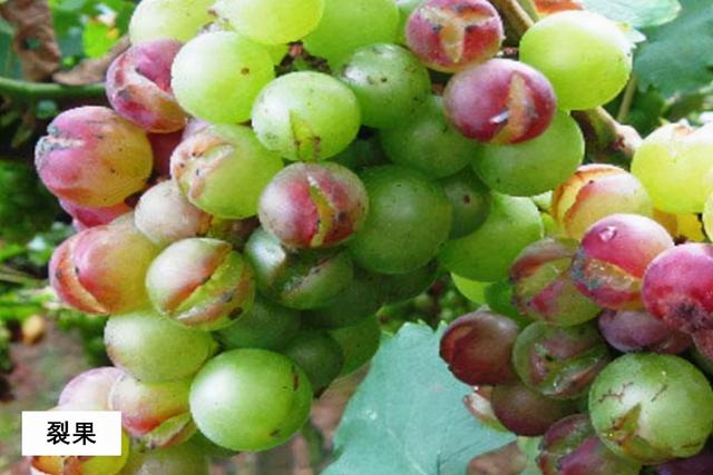 植物必需元素之骨骼元素