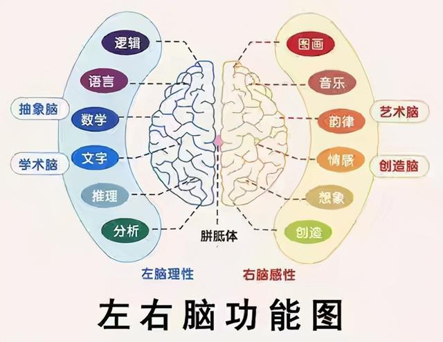 左撇子智商高?高智商的人大脑结构都不一样?