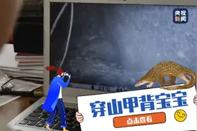 太可爱了！原来穿山甲妈妈这样背宝宝图片