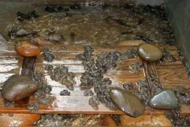 养殖石蛙，生长期需要2年，市价120元一斤，农民：耗不起图片