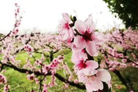 桃花红、梨花白、菜花黄……不用等“三生三世”，现在就来扬州逛逛吧图片