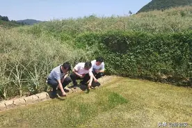 科学防治稻水象甲，保障农户米饭碗图片