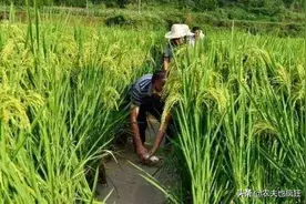 一直推广的“稻田养鱼”，为何现在不火了？有啥弊端吗？答案来了图片