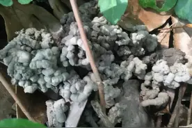 花儿根系长不好？可以喂点“壮根水”，15天用一次，长出萝卜根图片