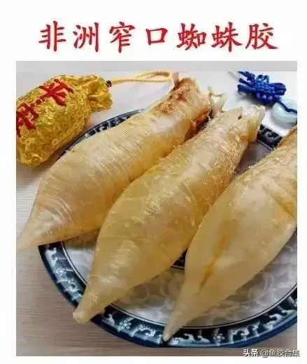 越南蜘蛛胶是什么鱼胶 越南蜘蛛胶是哪种鱼