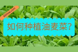 如何种植油麦菜？图片
