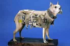 一战唯一被授中士军衔的狗，17次立功，获国民点赞，受总统接见图片