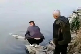 汉江鱼王“长江鲟”被人钓起，害怕被罚转身就放了，专家：西杂鲟图片