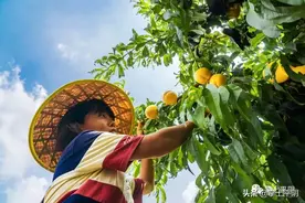 洪范白雁泉村黄金蜜桃熟了，采摘 走起图片