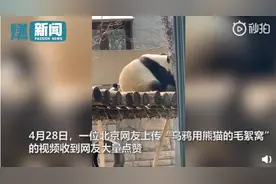 乌鸦薅熊猫毛被挥爪赶走，网友向森警“举报”，警方回复3个表情包图片