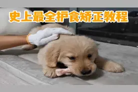 「训犬」全网最全矫正狗狗护食教程图片