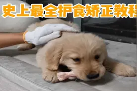 「训犬」全网最全矫正狗狗护食教程图片