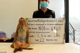 泰国因为疫情没有游客投食的猴子们被有关部门采取绝育措施图片