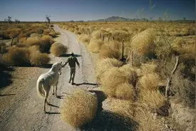 风滚草入侵美国，堵路淹屋逼疯美国人，为何在中国却活不过成年？图片