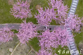 宁波这个地方早樱花开成海，满足你对春天的所有想象图片