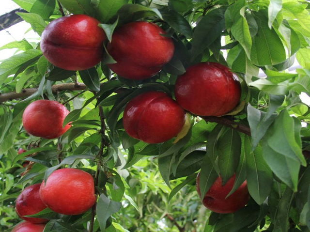 为什么有机果园一定要生草