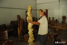 一根长满“肿瘤”的槐树疙瘩，竟价值上万元，值不图片