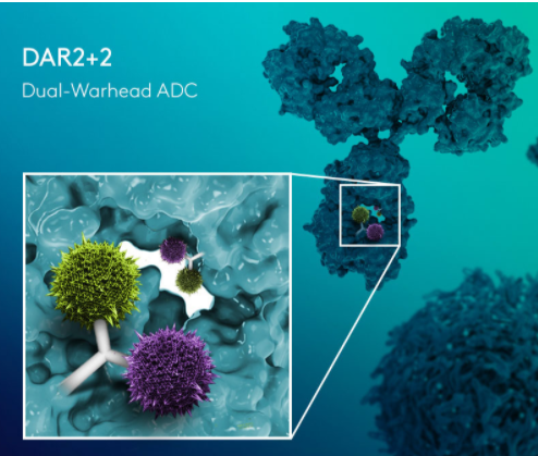 多项授权合作，Synaffix公司ADC专利技术解析