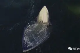 一大波网红布氏鲸来袭图片