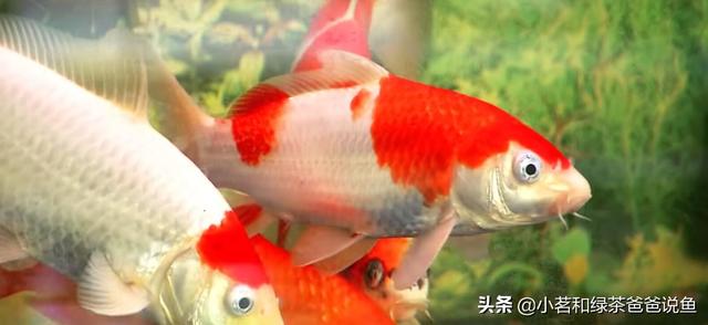锦鲤鱼鳞翘起来怎样治
