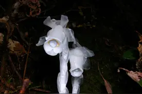 杭州发现罕见幽灵草，生长地飘忽不定，这是什么奇怪的植物？图片