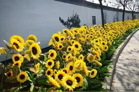 不负春光，让我们相约莱州！烟台文旅  今天图片