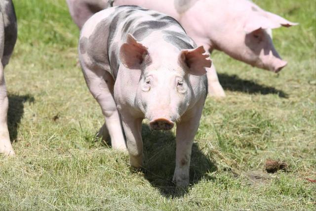 猪反复发烧怎么办？用什么药好？猪反复发烧是什么问题？注意这些