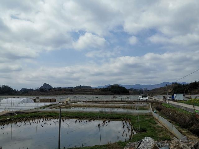 清塘是淡水鱼养殖中很重要的工作，你之前用的方法都对吗？