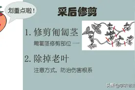 草莓采后巧管理，避免断茬产量高！这样修剪、浇水施肥、防治害虫图片