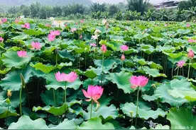 中国绿都 最氧三明 | 快看！三明这个地方荷花绽放美如画图片