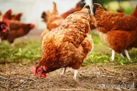 买鸡蛋时，怎样区分“饲料蛋”和“土鸡蛋”？今天终于明白了图片
