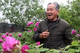 7旬老人把家传“牡丹王”建成4亩大园，60万也不卖，看美成啥样图片
