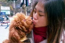 揭秘：泰迪犬为何受中国人欢迎？图片