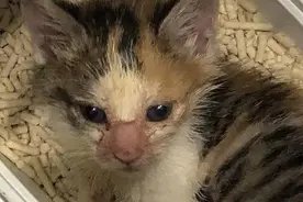 流浪猫丑？网友晒出收养的流浪猫，前后对比的照片惊呆无数人！图片