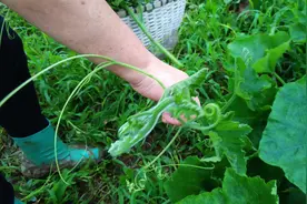 俗称“盘肠菜”，营养比果实还丰富，10元一把，北方少有人吃过图片